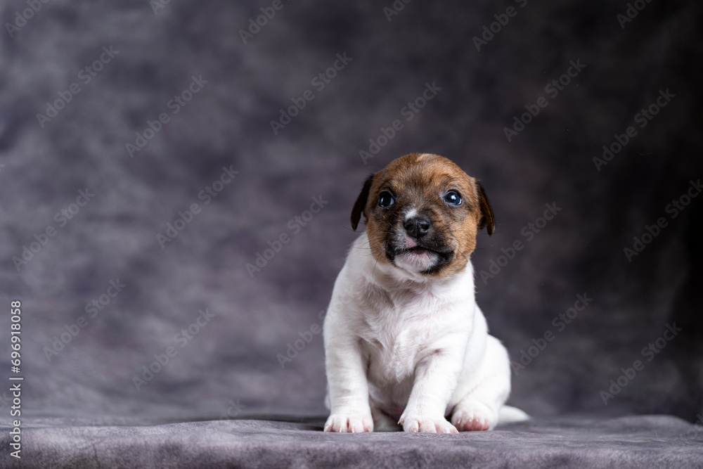 A funny little Jack Russell terrier puppy sits on his ass and looks at the camera. Lots of space for text, expressive puppy. Copy space A funny little Jack Russell terrier puppy sits on his ass and looks at the camera. Lots of space for text, expressive puppy. Copy space