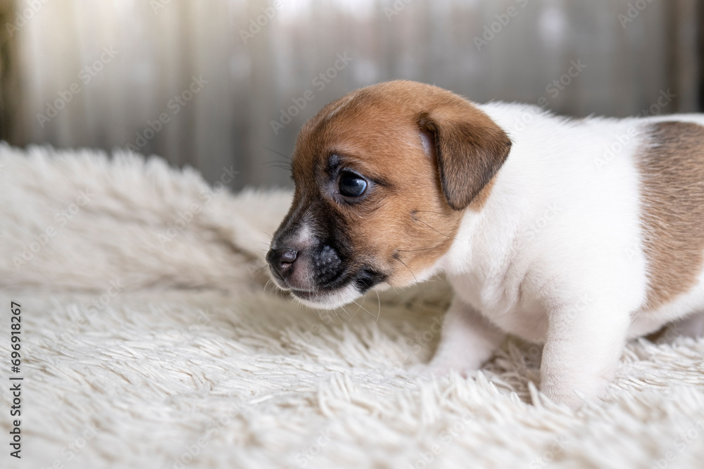 A small puppy is waiting for a Russell terrier on the bed in a blanket. A beautiful and very cute puppy. A small puppy is waiting for a Russell terrier on the bed in a blanket. A beautiful and very cute puppy.