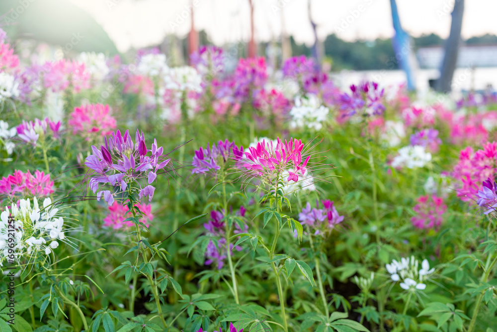 Obraz premium pink flowers in the meadow