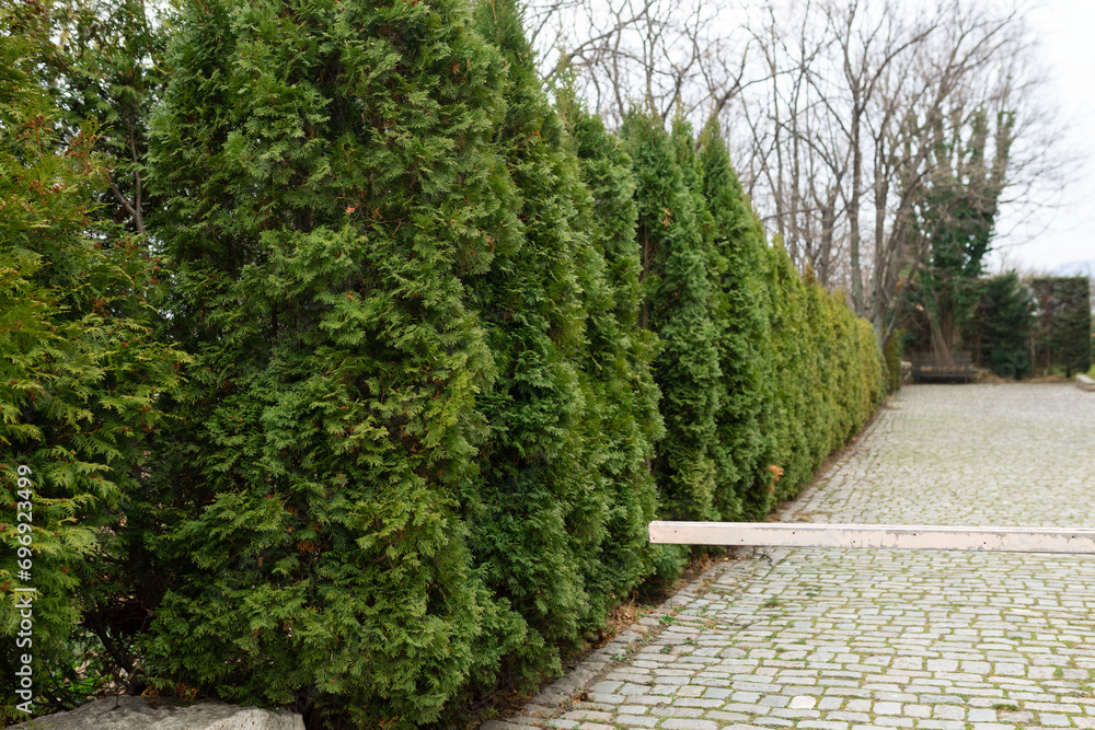 Obraz premium Geometric landscaping shrub, Chewing hedge