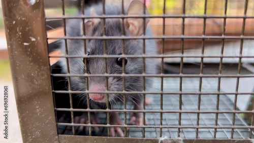 Mouse in a metal cage, gray rat in trap
