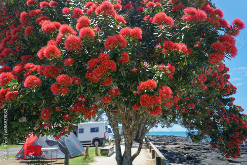Takapuna beach in summer. Pohutukawa trees in full bloom. Campervans and tents in the background. Auckland.