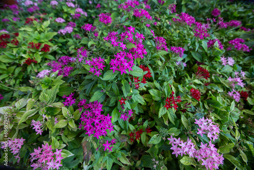 Pentas lanceolata, commonly known as the Egyptian star cluster, is a species of flowering plant in the madder family Rubiaceae, native to Yemen as well as most of Africa.
