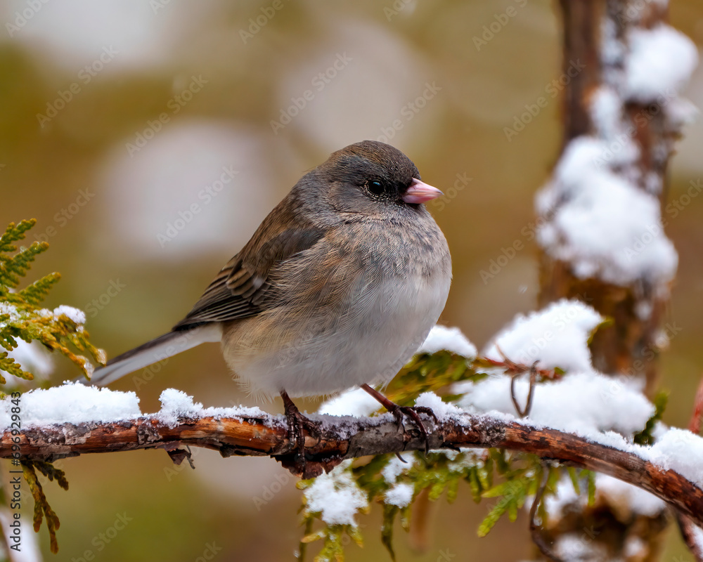 Junco Dark-eyed Photo and Image. Junco close-up side view perched on a cedar tree branch with a blur forest background in its environment and habitat surrounding. Winter season. Junco Dark-eyed Photo and Image. Junco close-up side view perched on a cedar tree branch with a blur forest background in its environment and habitat surrounding. Winter season.