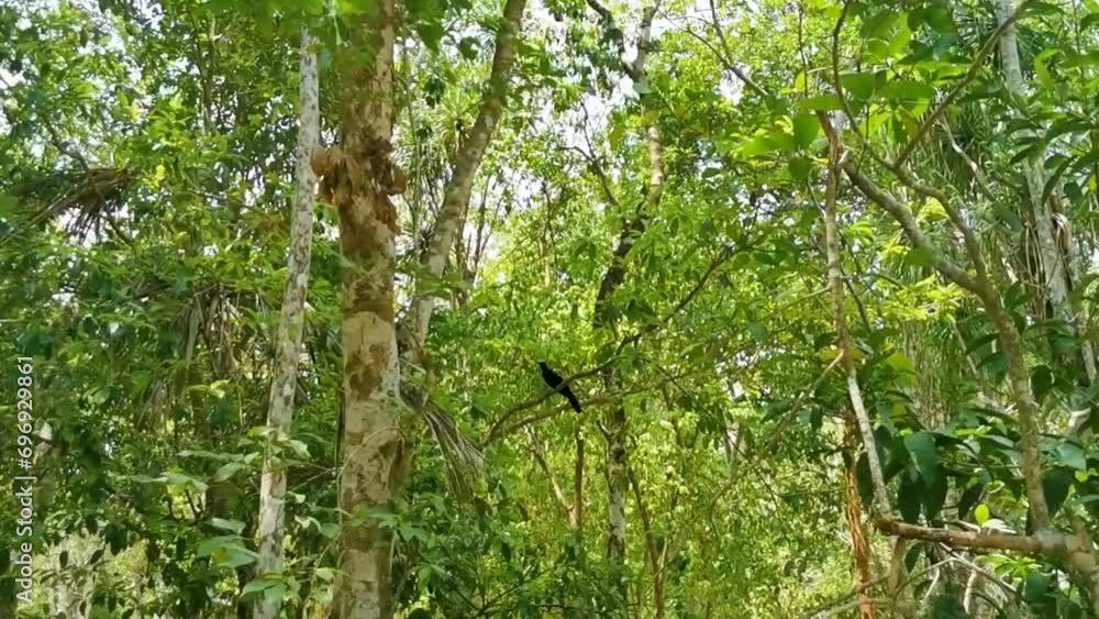 Beautiful colorful blue cenote bird Mot Mot MotMot in Mexico. Beautiful colorful blue cenote bird Mot Mot MotMot in Mexico.