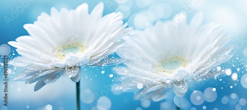 White gerbera daisy with magical bokeh effect background and copy space for text placement