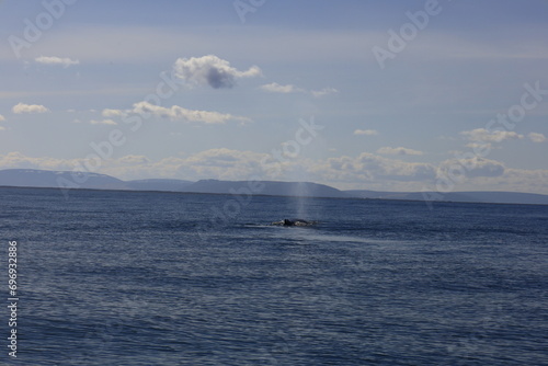View on a whale in the Skjálfandi bay in northern Iceland