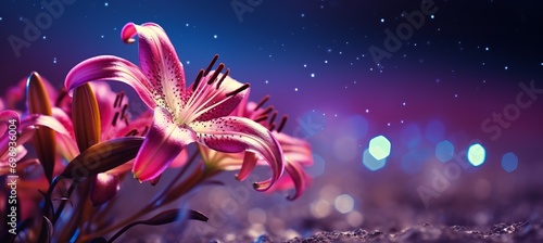 Purple lily flower on isolated magical bokeh background with copy space for text placement
