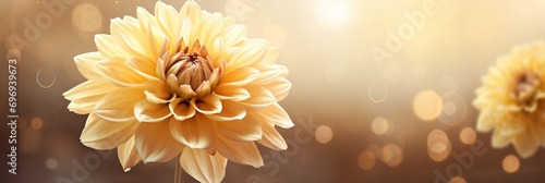 Yellow dahlia on isolated magical bokeh background with copy space for text placement photo