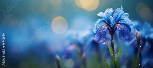 Blue iris flower on right side with magical bokeh background and two thirds text space on left #696942650