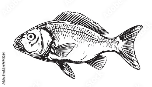 Fish portrait sketch hand drawn realistic style illustration photo