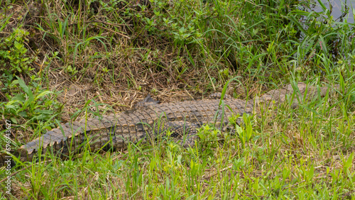 Pretty specimen of wild crocodile in the nature of South Africa