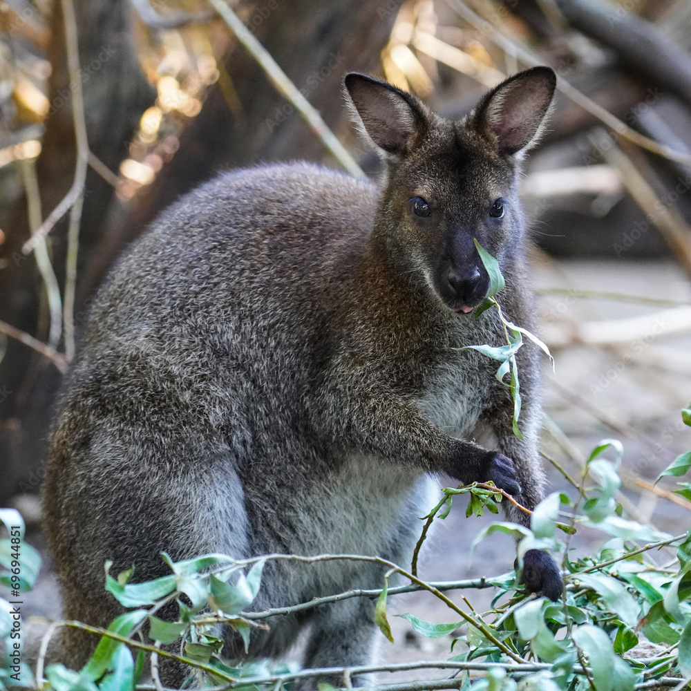 Kangaroo Kangaroo