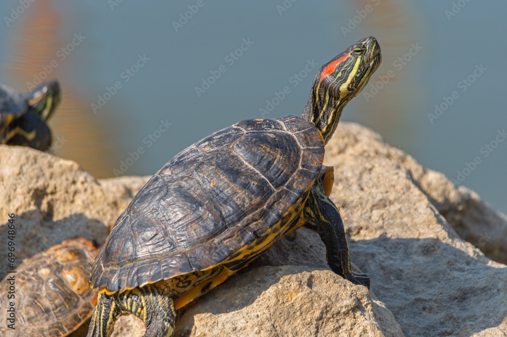 red-eared turtles basking in the sun red-eared turtles basking in the sun