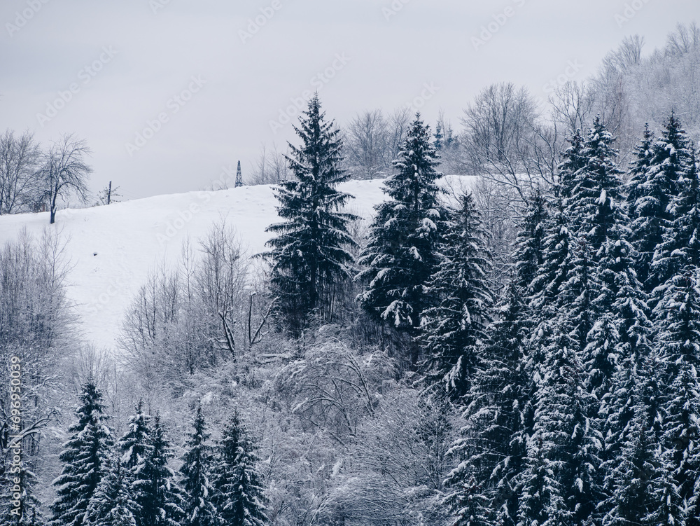 Obraz premium Spruce forest covered with white snow Misty winter Carpathian Mountains view landscape. Snowy pine fir trees with fog in the Carpathians. Scenic wood landscape Village in Transcarpathia Ukraine Europe