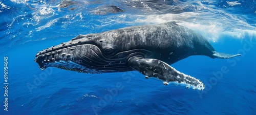 Spectacular humpback whale gracefully gliding through the mesmerizing depths of the majestic ocean