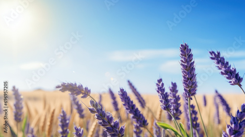 closeup of lavender field against blue sky