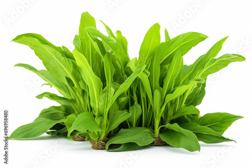 ribbed plantain, plant leaves green, floral background, isolated white background, stems