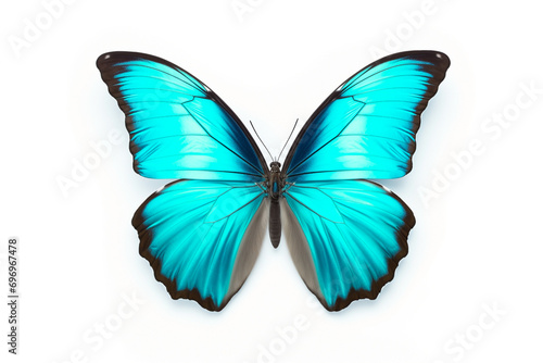 butterfly with turquoise wings, isolated on white background © -=RRZMRR=-