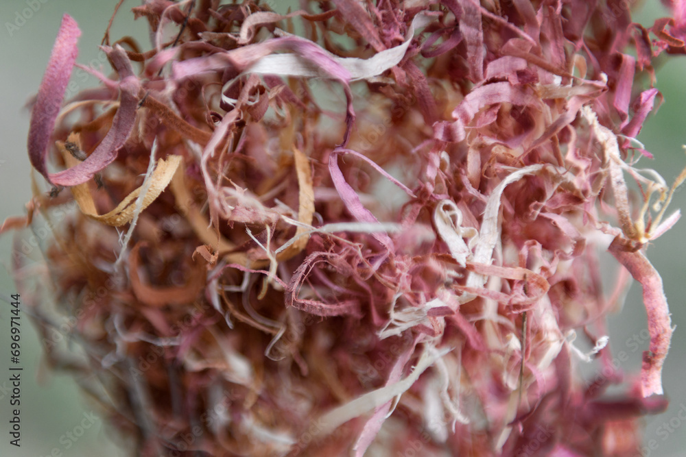 Cedar Shavings