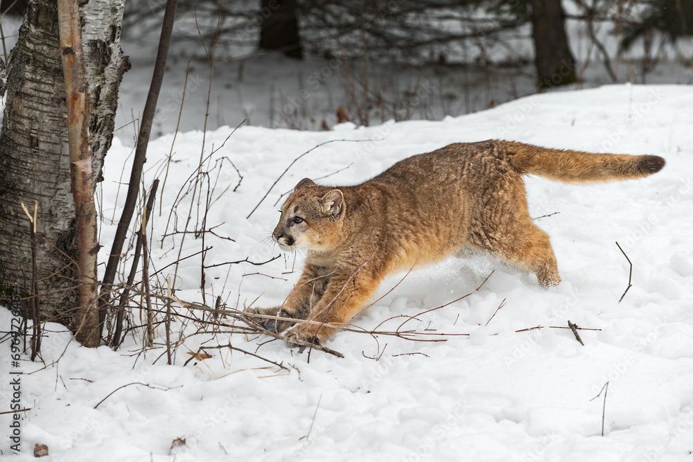 Cougar (Puma concolor) Runs Towards Tree Winter
