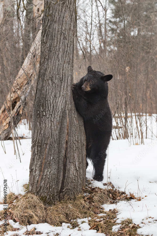 Black Bear (Ursus americanus) Peers Around Side of Tree Ears Back Winter