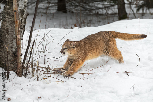 Obraz na płótnie Cougar (Puma concolor) Runs Towards Tree Winter w salonie
