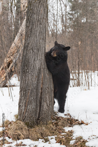 Obraz na płótnie Black Bear (Ursus americanus) Peers Around Side of Tree Ears Back Winter w salonie