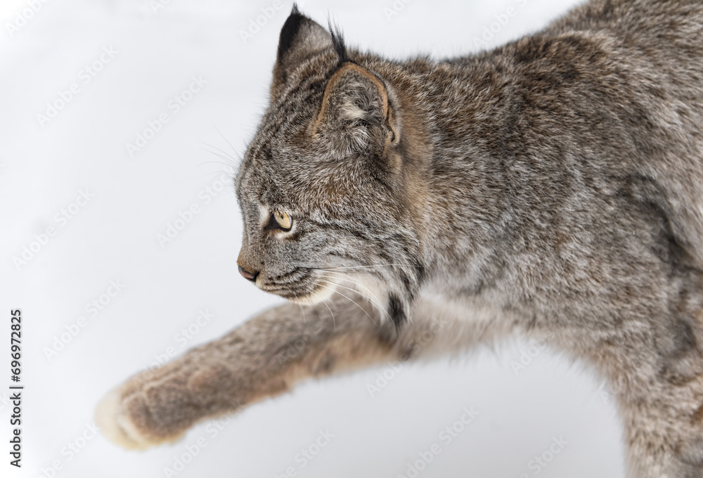 Canadian Lynx (Lynx canadensis) Steps Left Paw Up Close Up Winter