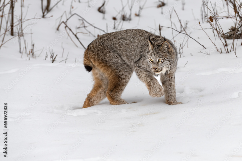 Canadian Lynx (Lynx canadensis) Turns Back to Left Winter