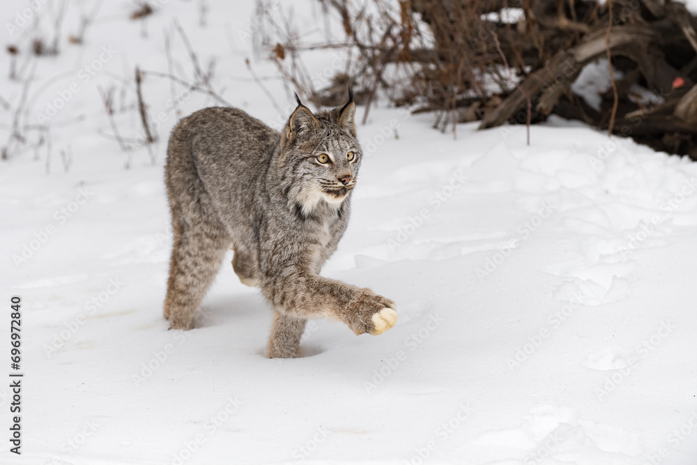 Canadian Lynx (Lynx canadensis) Walks Forward Ears and Paw Up Winter