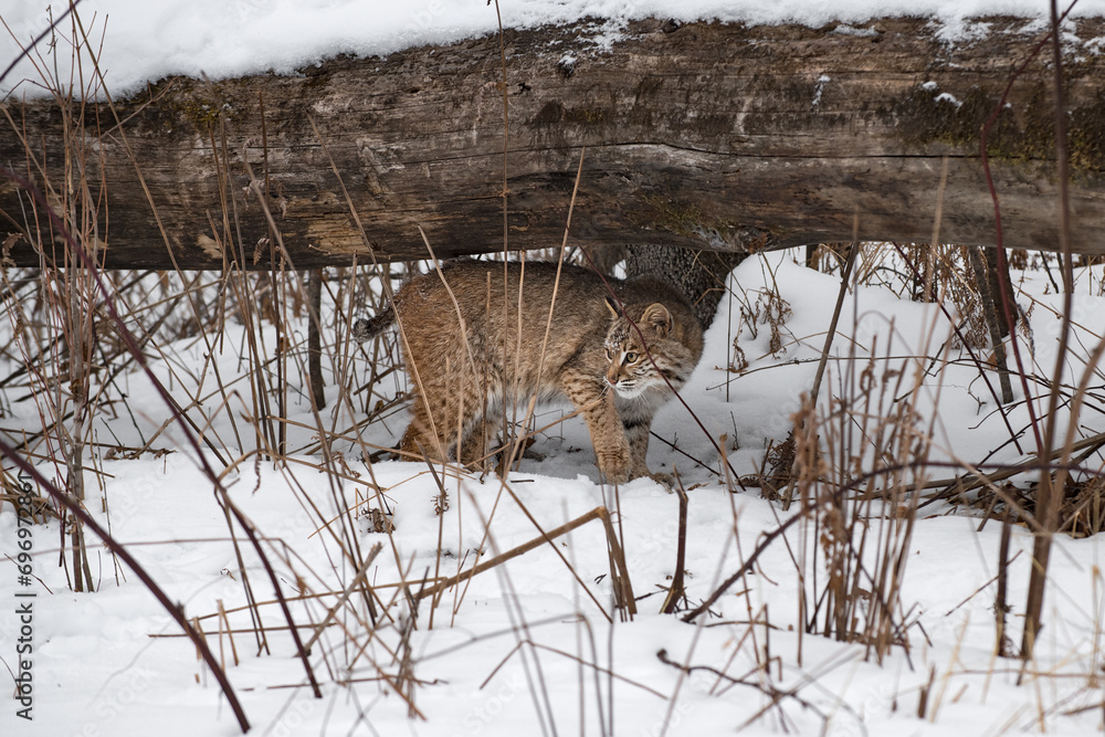 Bobcat (Lynx rufus) Walks Along Underneath Log Winter