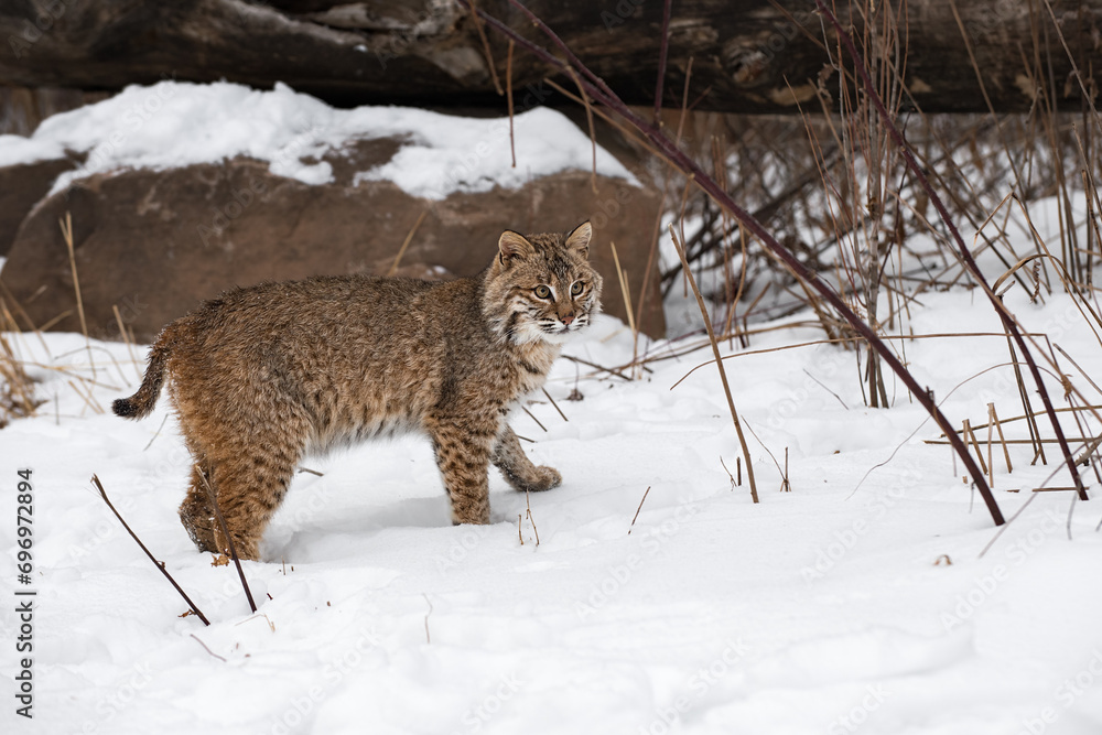 Bobcat (Lynx rufus) Turns to Look Out Winter