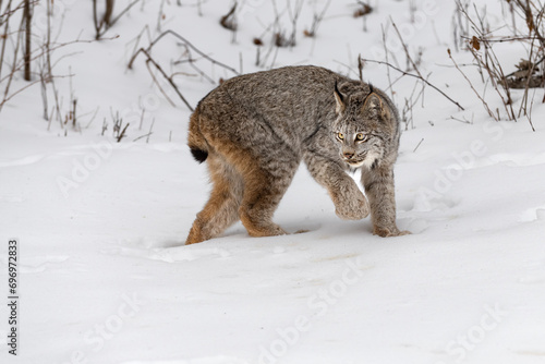 Obraz na płótnie Canadian Lynx (Lynx canadensis) Turns Back to Left Winter w salonie