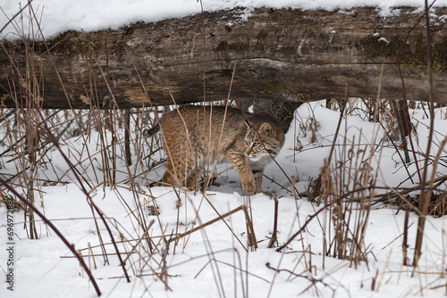 Obraz na płótnie Bobcat (Lynx rufus) Walks Along Underneath Log Winter w salonie