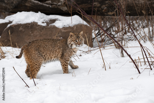 Obraz na płótnie Bobcat (Lynx rufus) Turns to Look Out Winter w salonie