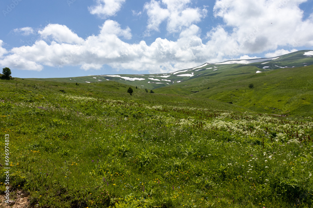 Obraz premium Subalpine meadows during the flowering period of plants, remnants of snow cover on the northern macrosclines of the mountains.