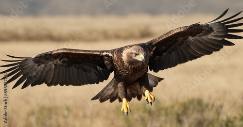 A powerful and majestic Greater Spotted Eagle in flight, its wings outstretched against a natural background.