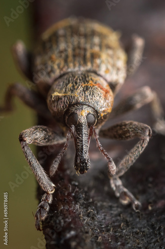 Beetle Large  weevil