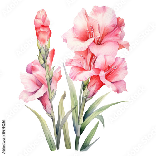 Lovely Blooming Light Pastel Pink Gladiolus Flower Botanical Watercolor Painting Illustration