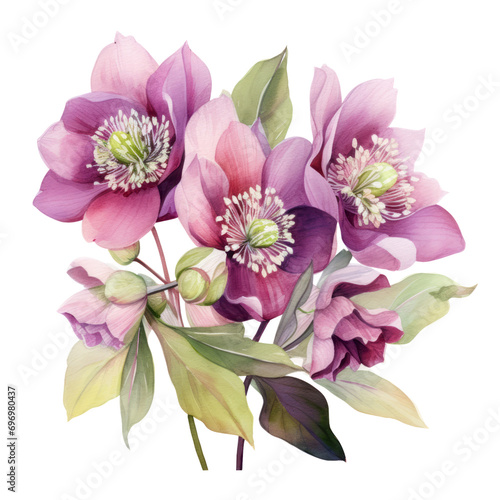  Hellebore  illustration watercolor