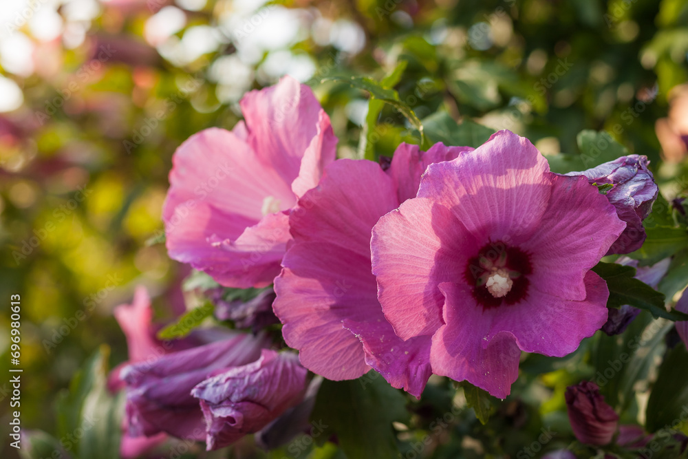 Pink Hibiscus flowers in the garden. Close-up. Small depth of field Pink Hibiscus flowers in the garden. Close-up. Small depth of field