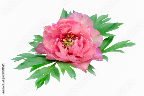 Single salmon pink peony flower with green leaves close up, isolated on white background