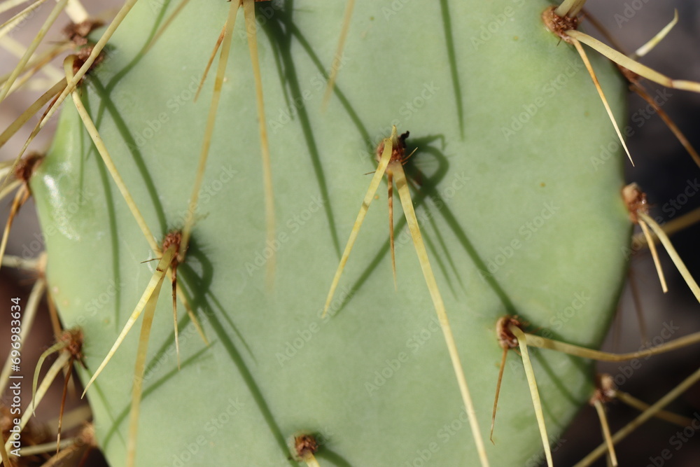 Opuntia chisoensis kaktus opuncja Opuntia chisoensis kaktus opuncja
