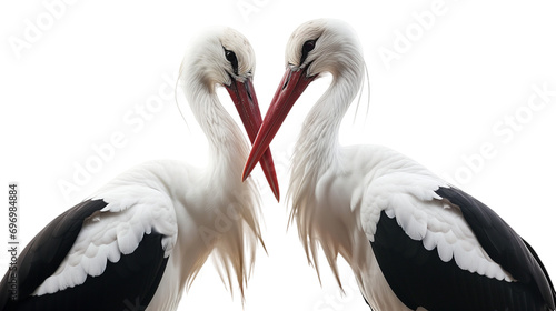 Two white storks crossing their red beaks as a symbol for love isolated on a transparent background