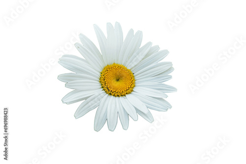 Fototapeta Naklejka Na Ścianę i Meble -  Beautiful White Daisy in Bloom
