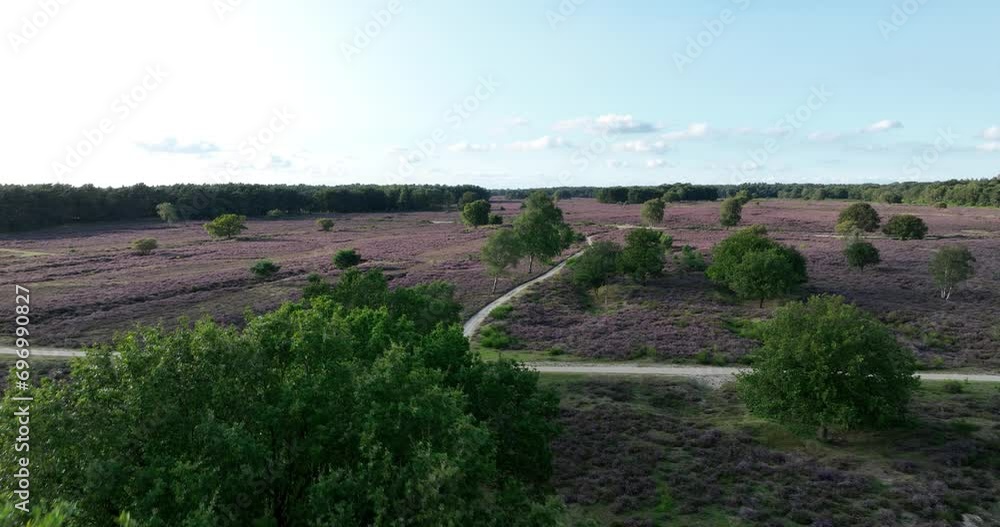 Heather ground nature scene in the Netherlands. Heather ground nature scene in the Netherlands.