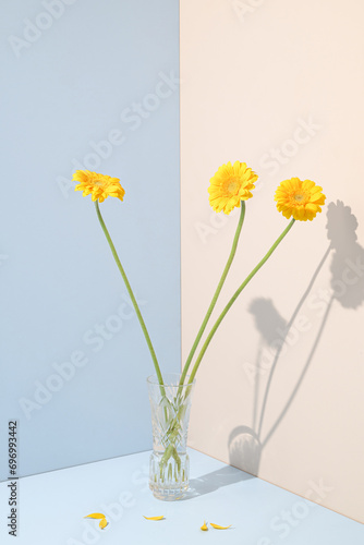 Yellow gerbera flowers in a vase on a blue and cream background. Spring and Summer concept.