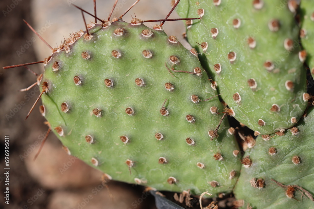 Opuntia basilaris var. ramosa opuncja kaktus Opuntia basilaris var. ramosa opuncja kaktus