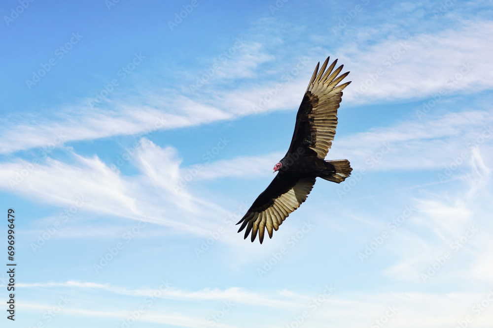 Turkey Vulture flying with wings wide open against blue sky, sunny day Turkey Vulture flying with wings wide open against blue sky, sunny day